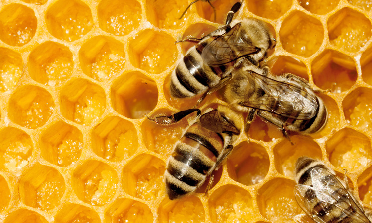 Beekeeping Business Is Booming In South Africa
